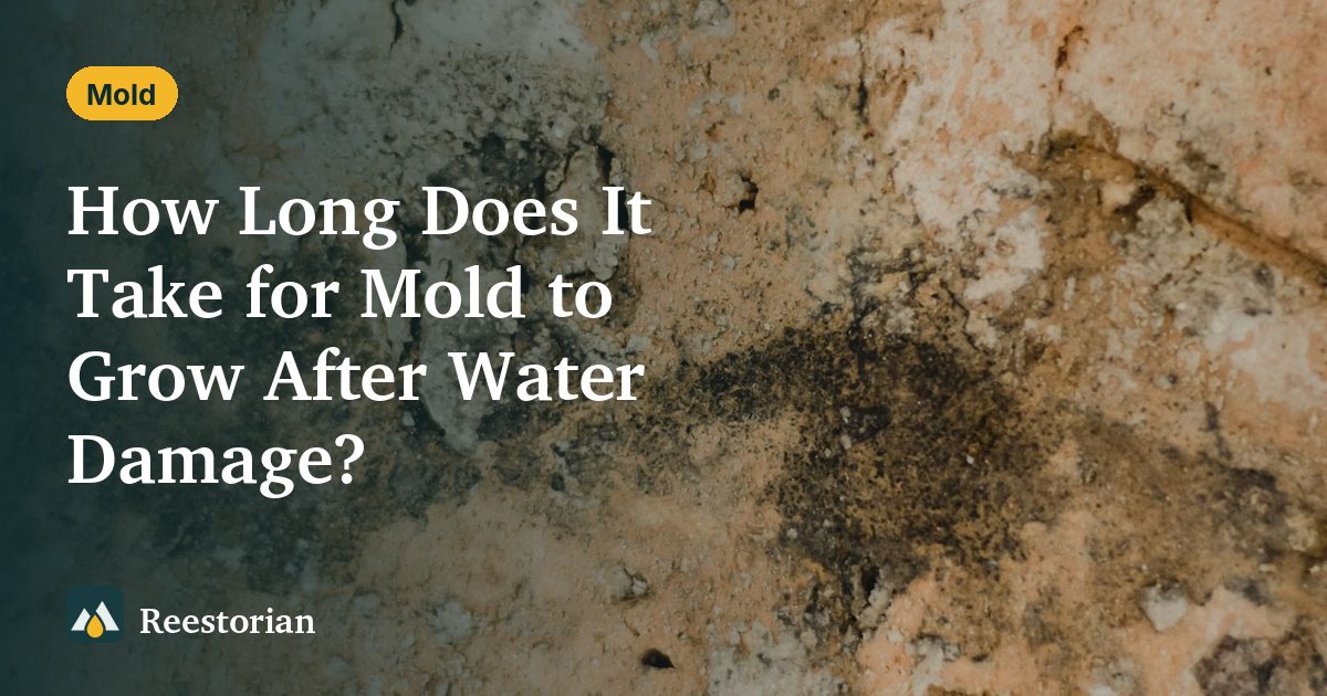Mold spreading across a damp surface, showing how long it takes for mold to grow